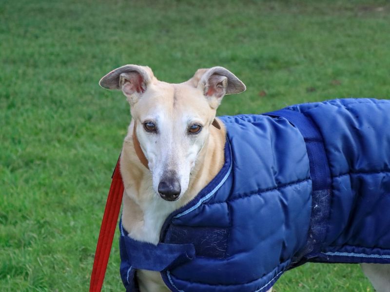 Greyhound for adoption in Evesham, Worcestershire – 12 years old - Image 6 of 6