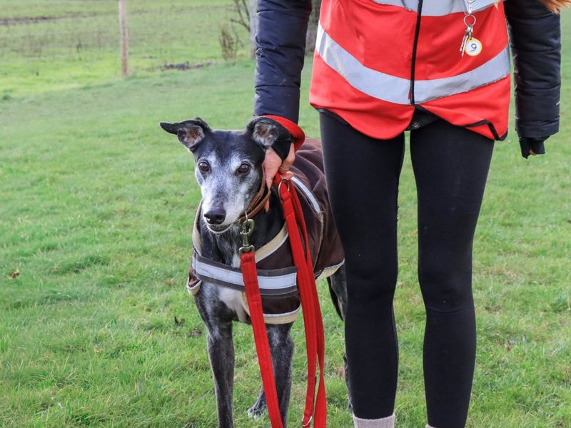 Jack and Mindy | Greyhound | Evesham (Worcestershire) - 1