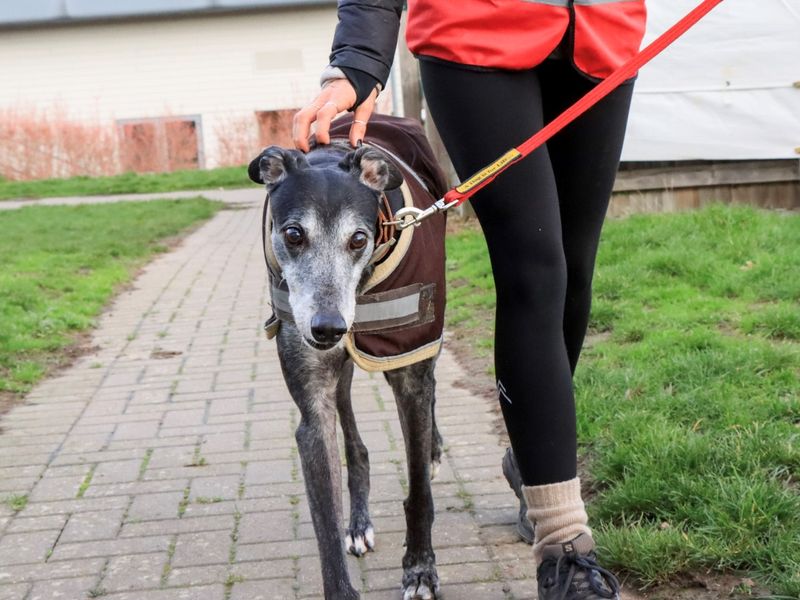 Jack, a 8 years old male Greyhound available for adoption from Dogs Trust in Evesham, West Midlands