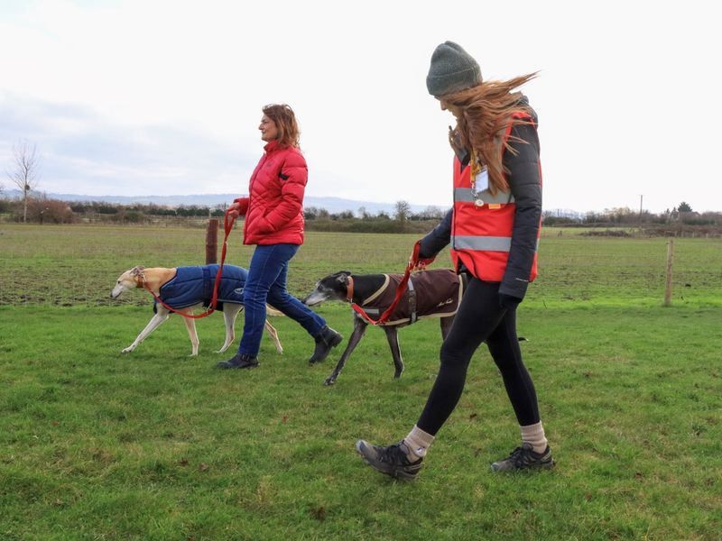 Greyhound for adoption in Evesham, Worcestershire – 12 years old - Image 2 of 6