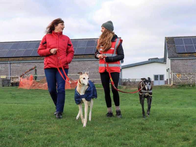 Greyhound for adoption in Evesham, Worcestershire – 12 years old - Image 3 of 6