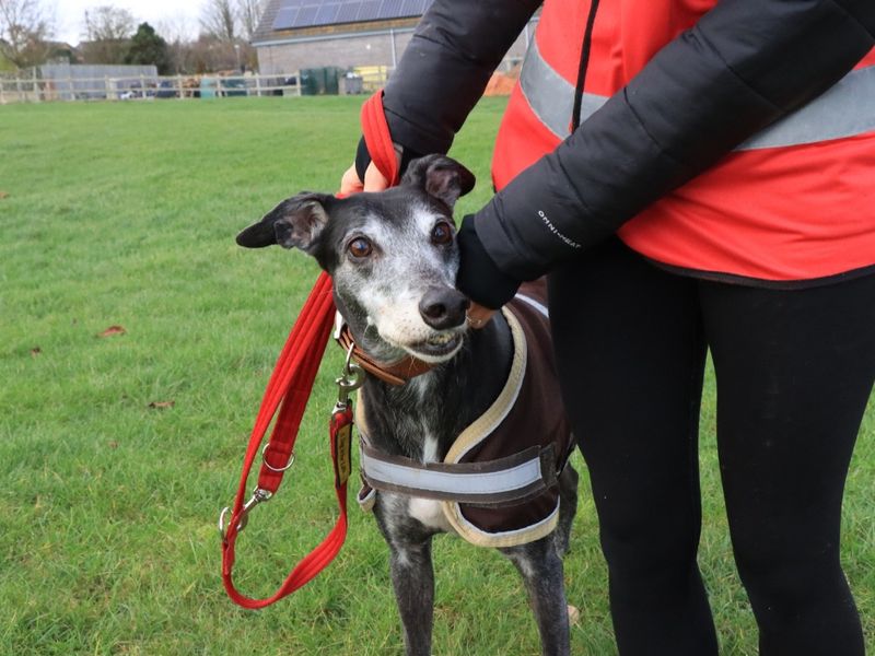 undefined | Greyhound | undefined - 7