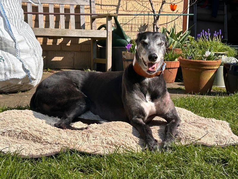 undefined | Greyhound | undefined - 9
