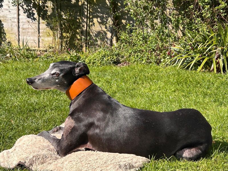undefined | Greyhound | undefined - 8