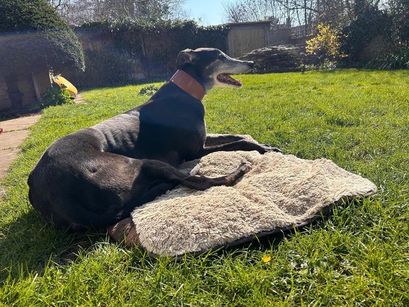 undefined | Greyhound | undefined - 4