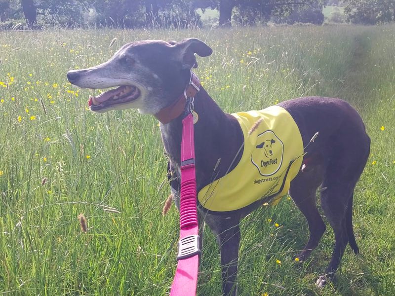 undefined | Greyhound | undefined - 3