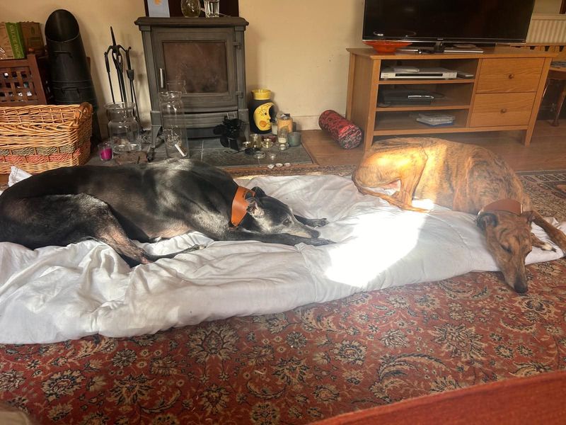 Jack | Greyhound | Evesham (Worcestershire) - 9