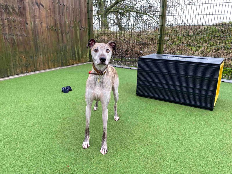 undefined | Lurcher | undefined - 3