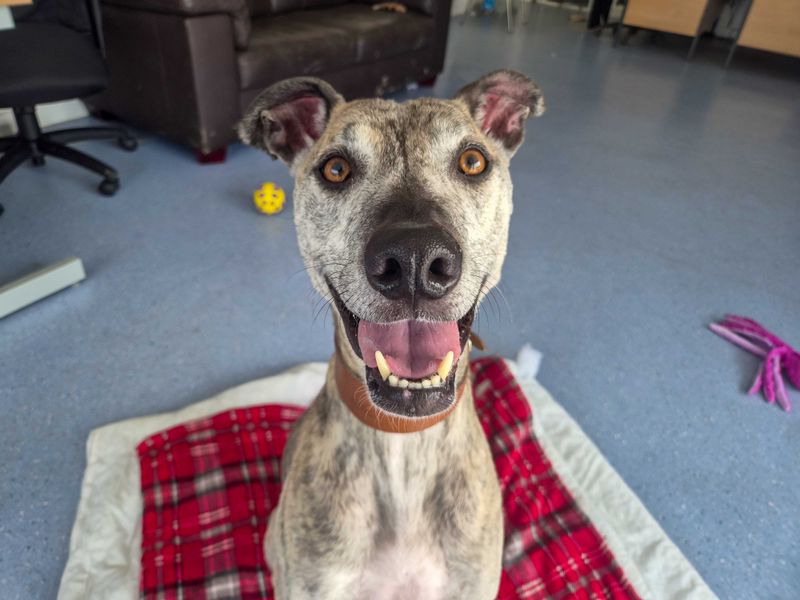 undefined | Lurcher | undefined - 1