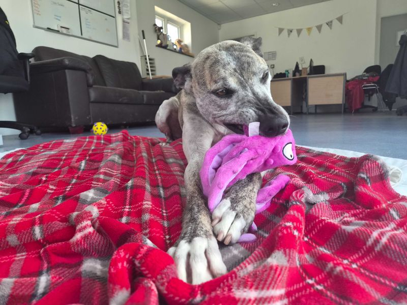 undefined | Lurcher | undefined - 4