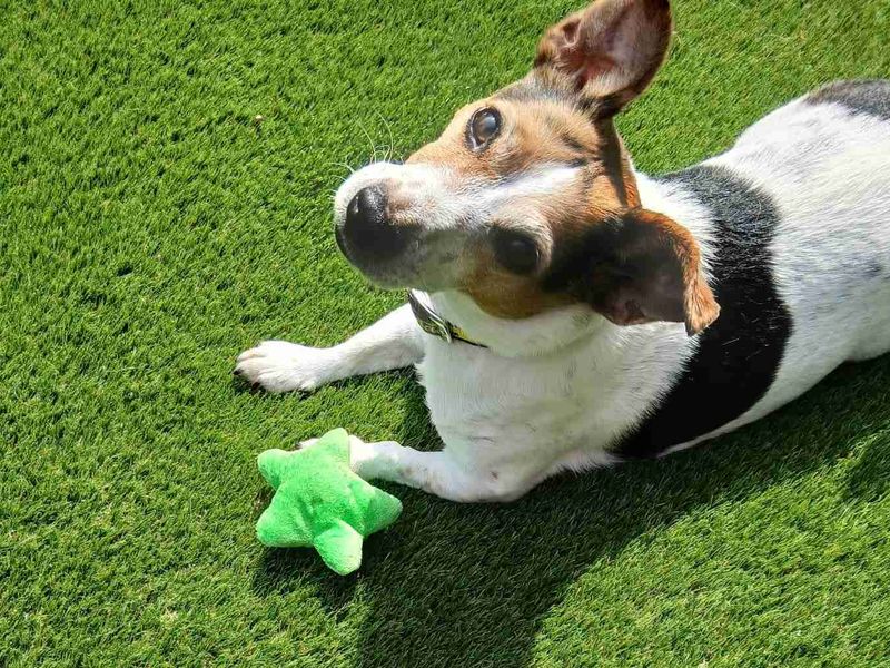 Lexie | Terrier (Jack Russell) | West Calder (Edinburgh) - 2
