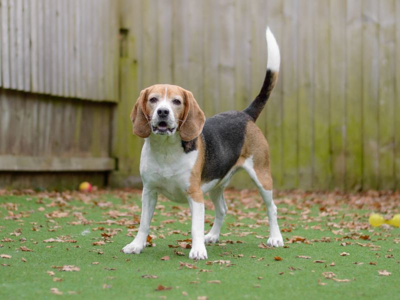 Bailey - Image 2 of 4