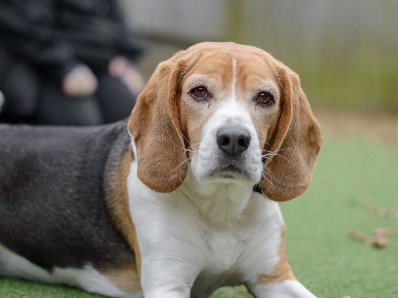 Bailey - Image 4 of 4