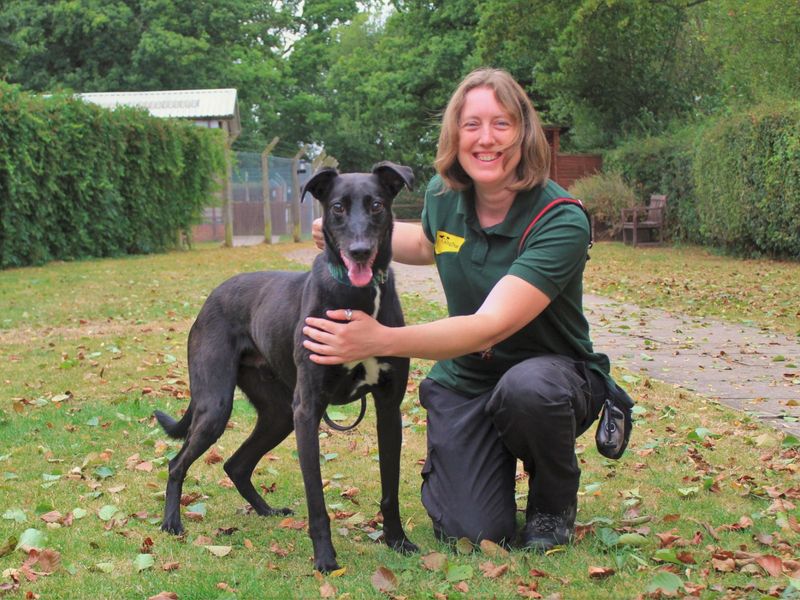 Barnaby | Lurcher Cross | Kenilworth (West Midlands) - 1