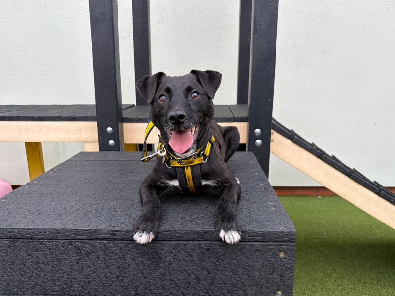 undefined | Terrier (Patterdale) | undefined - 6