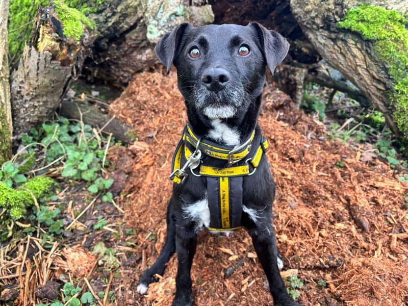 Archie, a 6 years old male Patterdale Terrier available for adoption from Dogs Trust in Norfolk