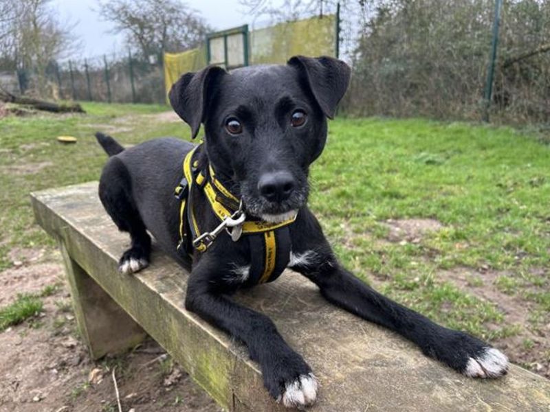 undefined | Terrier (Patterdale) | undefined - 3