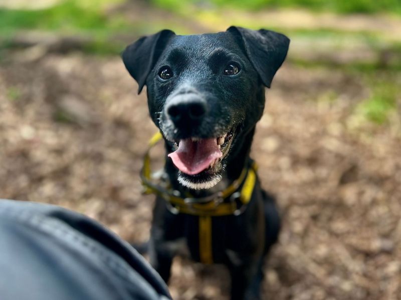 undefined | Terrier (Patterdale) | undefined - 7