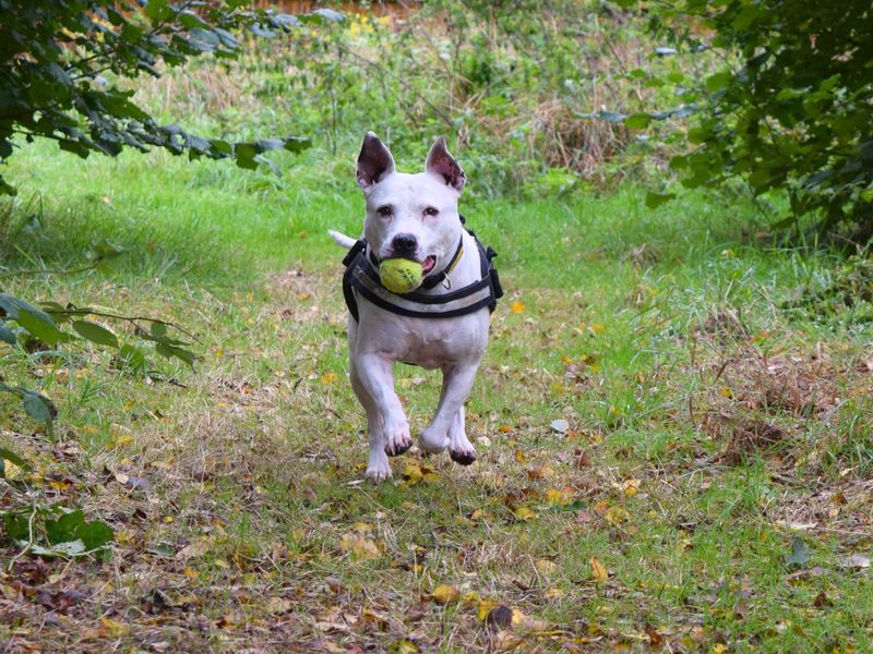 Staffordshire Bull Terrier for adoption in Uxbridge, Greater London – 11 years old - Image 2 of 4