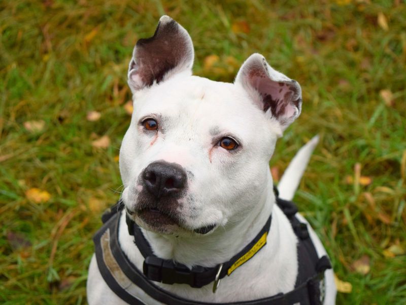 Staffordshire Bull Terrier for adoption in Uxbridge, Greater London – 11 years old - Image 4 of 4