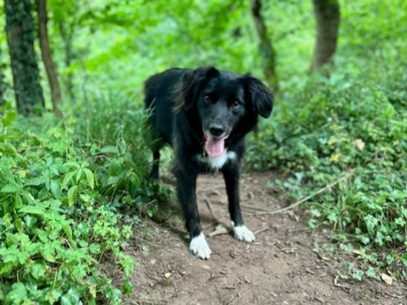 Border Collie for adoption in Telford, Shropshire – 7 years old