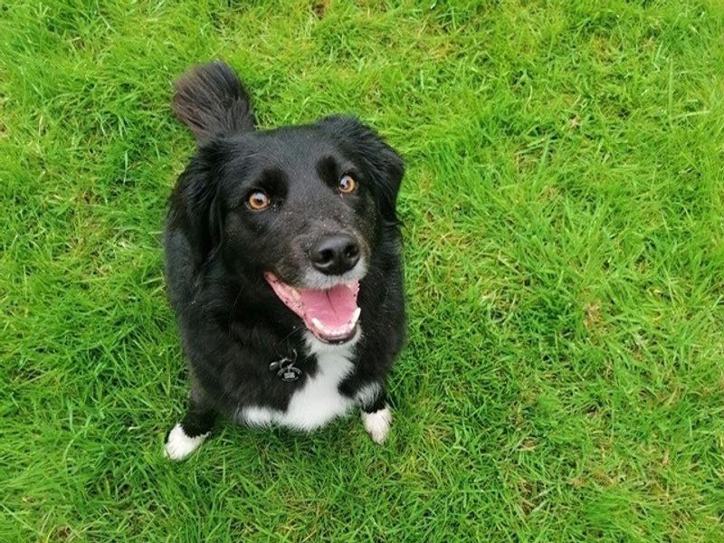 Border Collie for adoption in Telford, Shropshire – 7 years old - Image 3 of 3