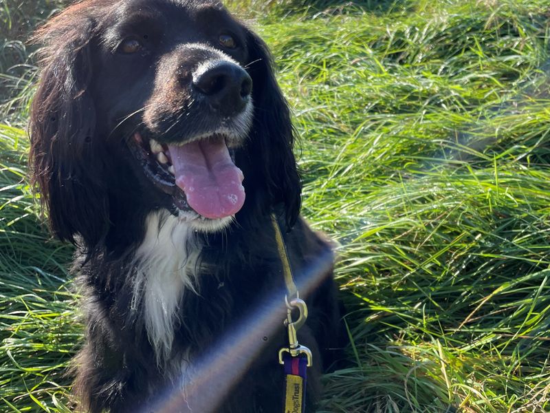 Springer Spaniel puppies for sale in Wymeswold – 8 years old