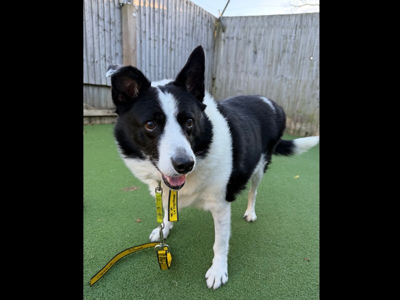 Border Collie Dogs And Puppies For Adoption