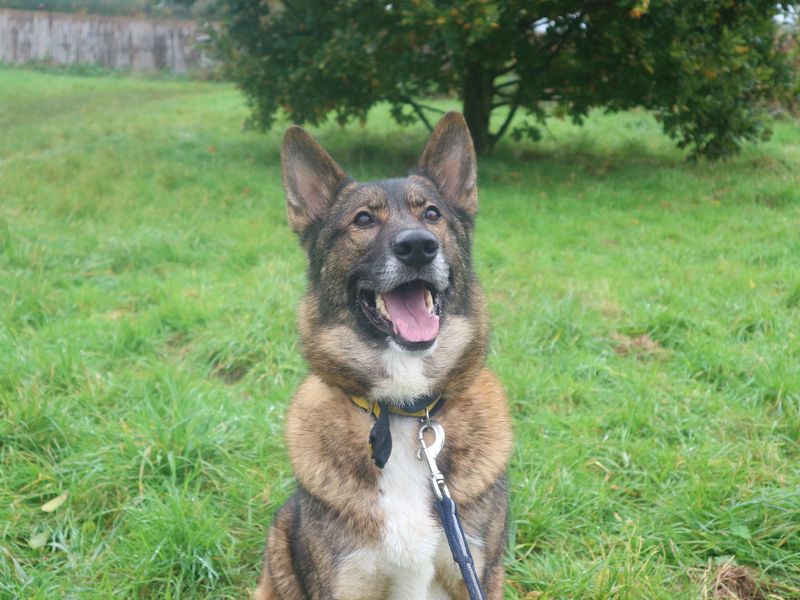 German Shepherd for adoption in Telford, Shropshire – 6 years old - Image 1 of 6