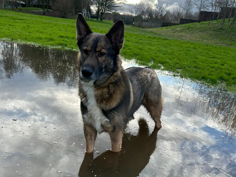 German Shepherd for adoption in Telford, Shropshire – 6 years old - Image 6 of 6