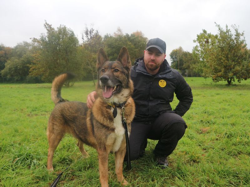German Shepherd for adoption in Telford, Shropshire – 6 years old - Image 2 of 6