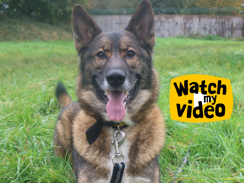 German Shepherd for adoption in Telford, Shropshire – 6 years old - Image 4 of 6