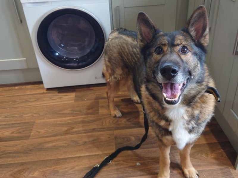 Tommy | German Shepherd Dog Cross | Shrewsbury (Shropshire) - 1