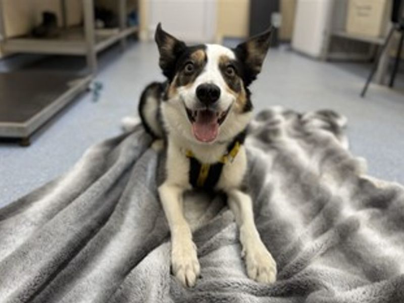 Ronnie | Collie (Border) | Loughborough - 1