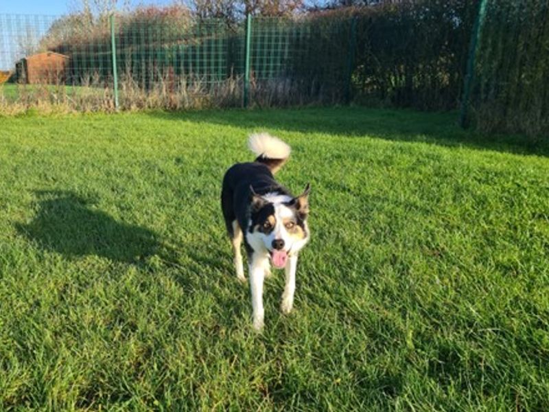 Border Collie for adoption in Wymeswold, Leicestershire – 9 years old - Image 2 of 3