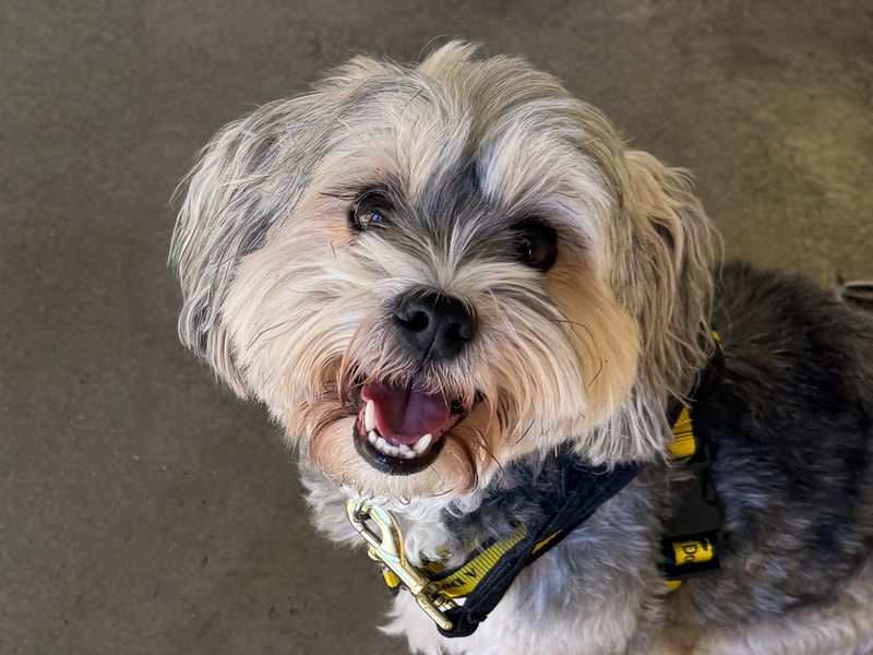 undefined | Terrier (Yorkshire) Cross | undefined - 3