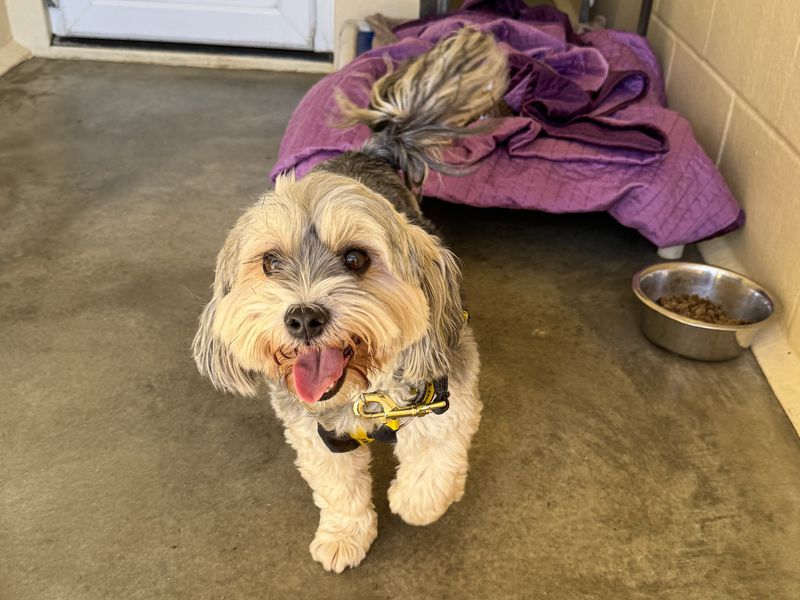 undefined | Terrier (Yorkshire) Cross | undefined - 2