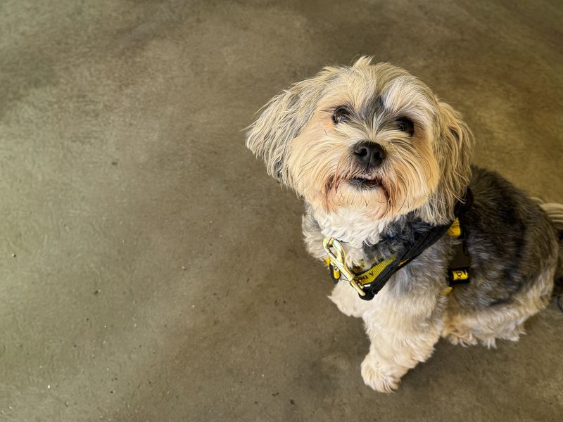 Yorkshire Terrier Dogs And Puppies For Adoption