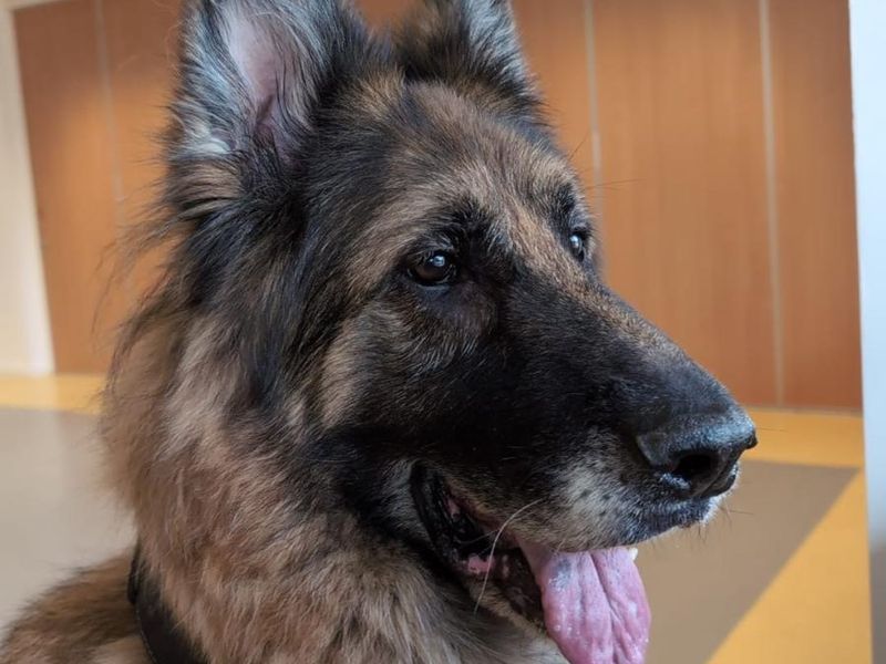 German Shepherd for adoption in Manchester, Greater Manchester – 7 years old - Image 2 of 3