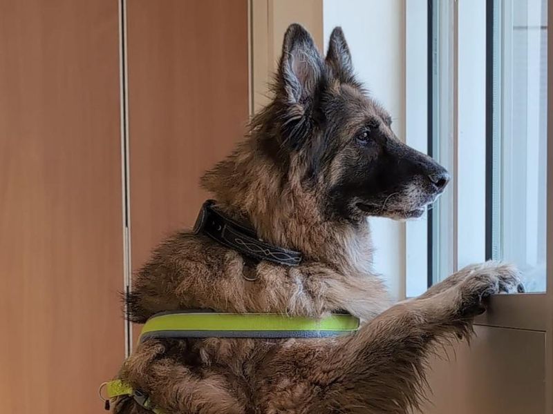 German Shepherd for adoption in Manchester, Greater Manchester – 7 years old - Image 3 of 3
