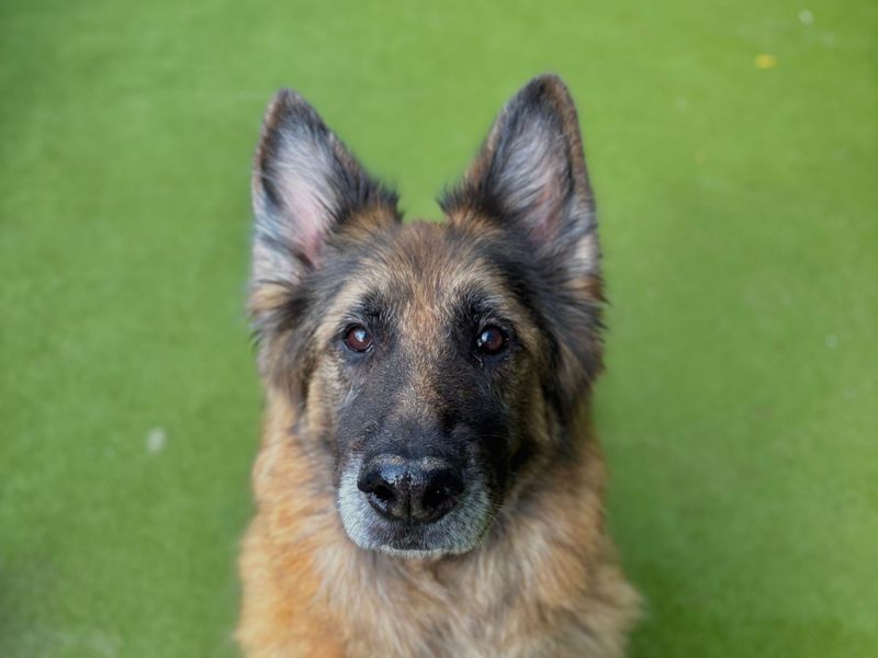 German Shepherd for adoption in Manchester, Greater Manchester – 7 years old