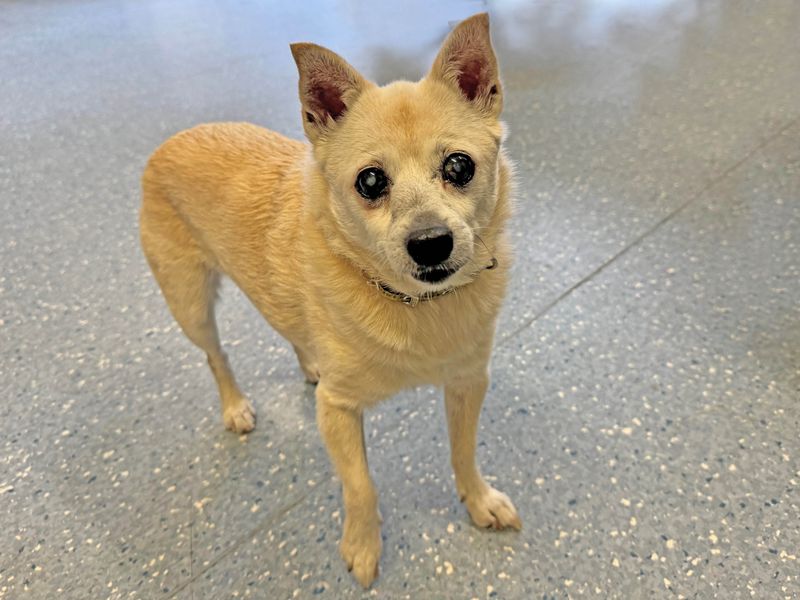 Chihuahua for adoption in Wickford, Essex – 17 years old - Image 1 of 2