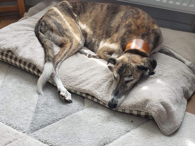 Misha | Lurcher Cross | Kenilworth (West Midlands) - 1