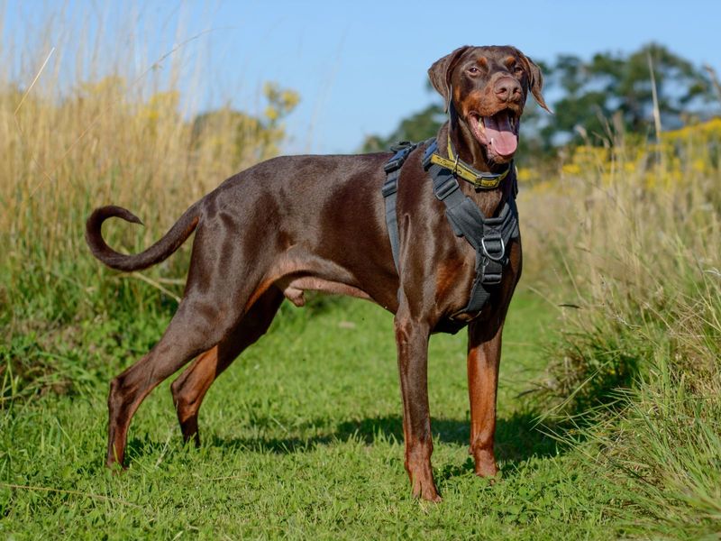 Doberman for adoption in Kenilworth, Warks – 10 years old - Image 9 of 10