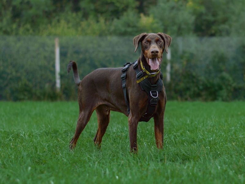 Doberman for adoption in Kenilworth, Warks – 10 years old - Image 10 of 10