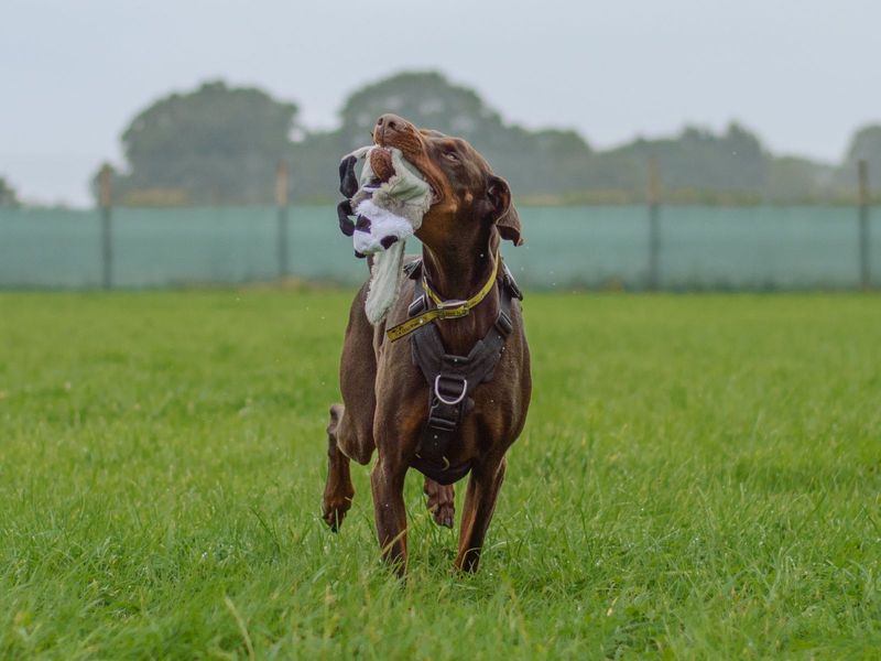 Doberman for adoption in Kenilworth, Warks – 10 years old - Image 5 of 10