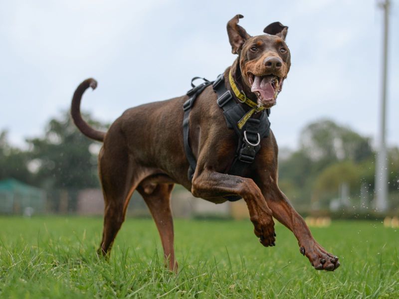 Doberman for adoption in Kenilworth, Warks – 10 years old - Image 6 of 10