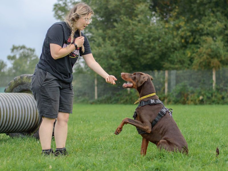 Doberman for adoption in Kenilworth, Warks – 10 years old - Image 7 of 10