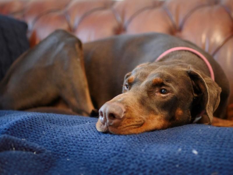 Doberman for adoption in Kenilworth, Warks – 10 years old - Image 8 of 10