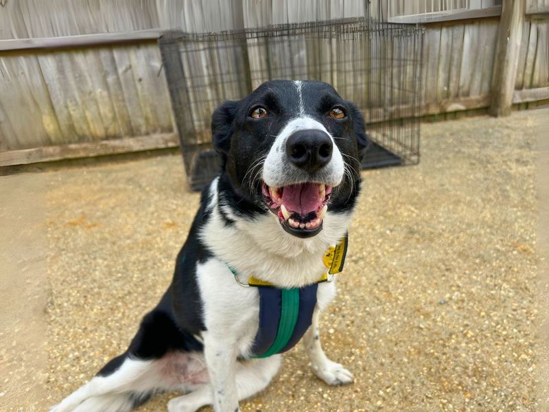 Baylee for sale in Newton Tony, Wiltshire